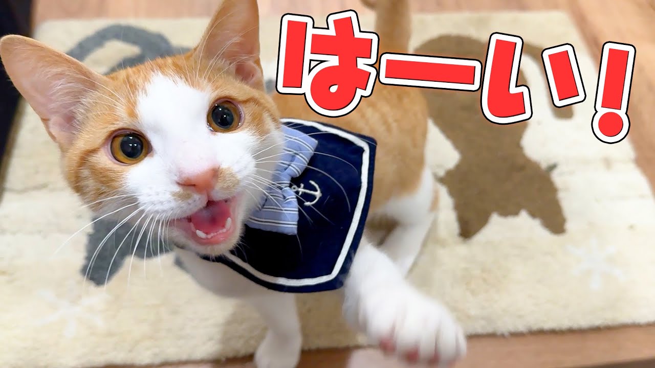 名前を呼ばれると元気よく返事してくれる子猫が可愛すぎました…