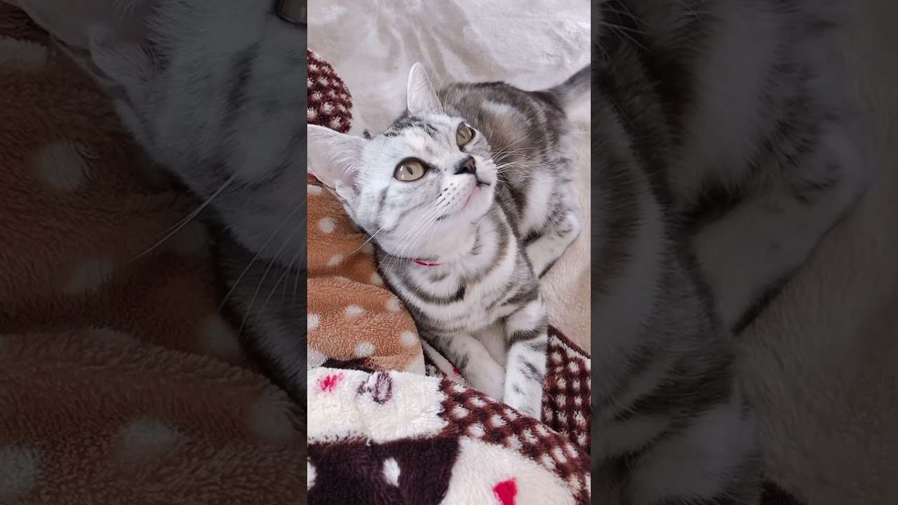 【猫動画】クラッキングをするアメリカンショートヘア　#Shorts #shorts #猫 #アメリカンショートヘア #cat #クラッキング