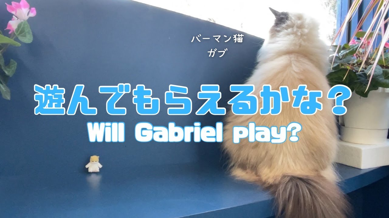 バーマン猫ガブ【遊んでもらえるかな？】Will Gabriel play?（バーマン猫）Birman/Cat