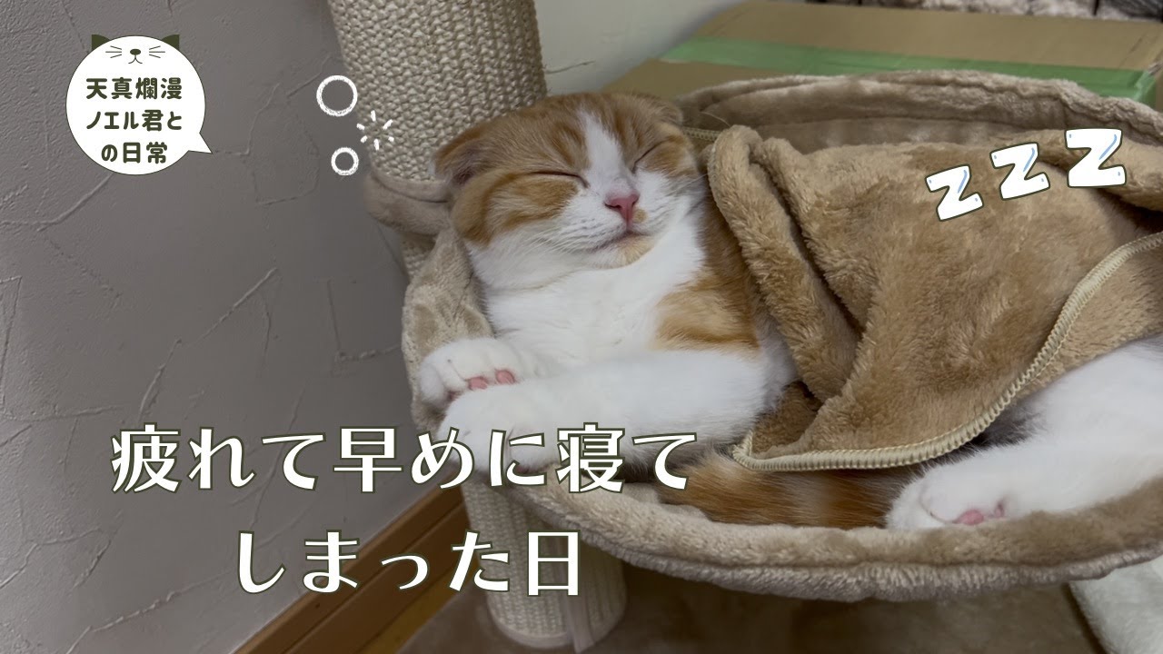 我が家に家族が増えました【スコティッシュフォールド】