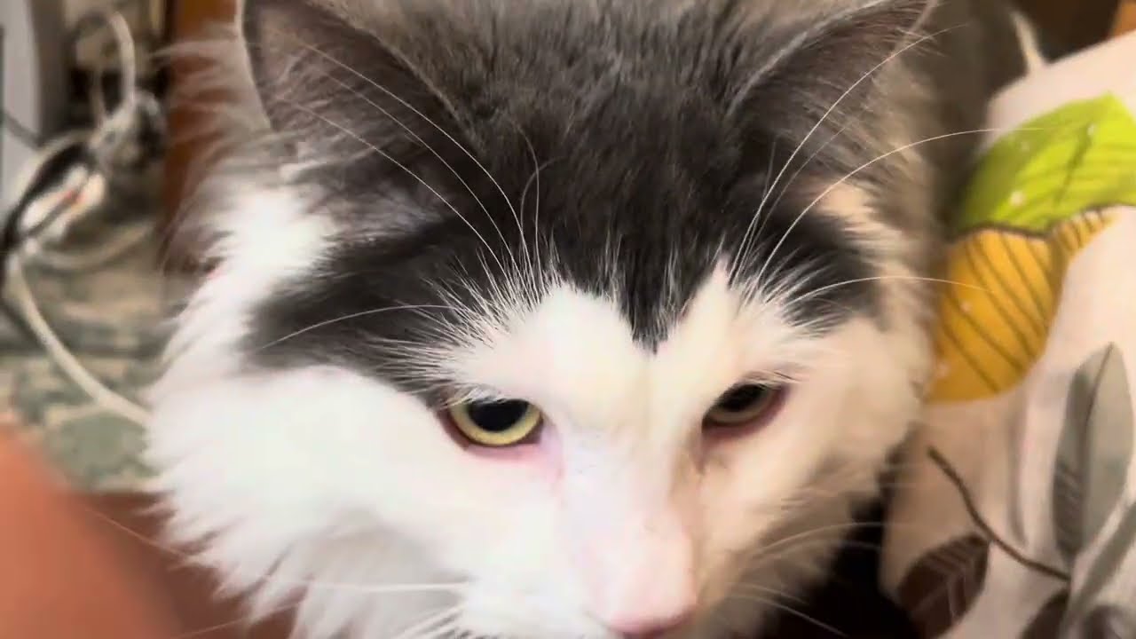 ただ、猫がお布団に来てゴロゴロ言うだけの動画。