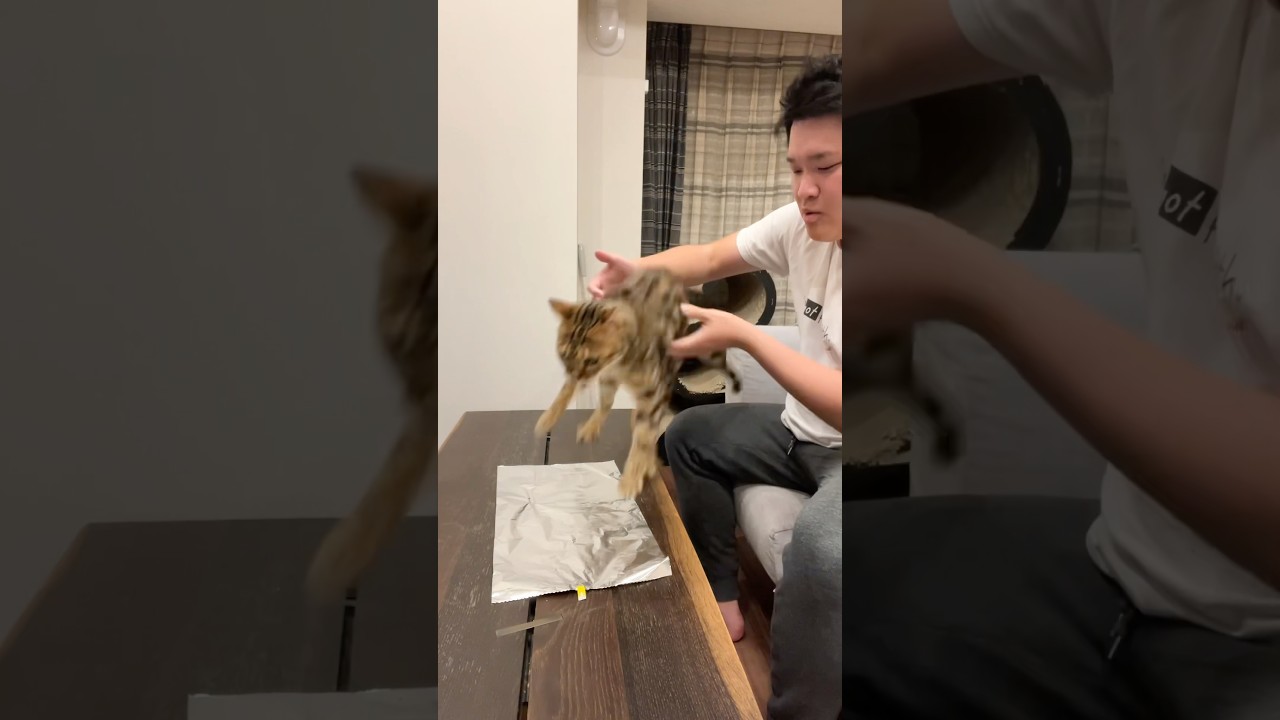 アルミホイルの上にネコを落とすとびっくりするらしい　#ベンガル #ルトロゼ #cat