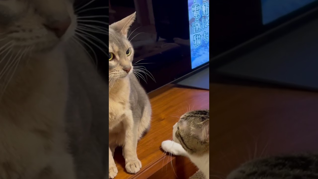 猫界のドン・フライVS高山善廣 shorts #猫 #アビシニアン
