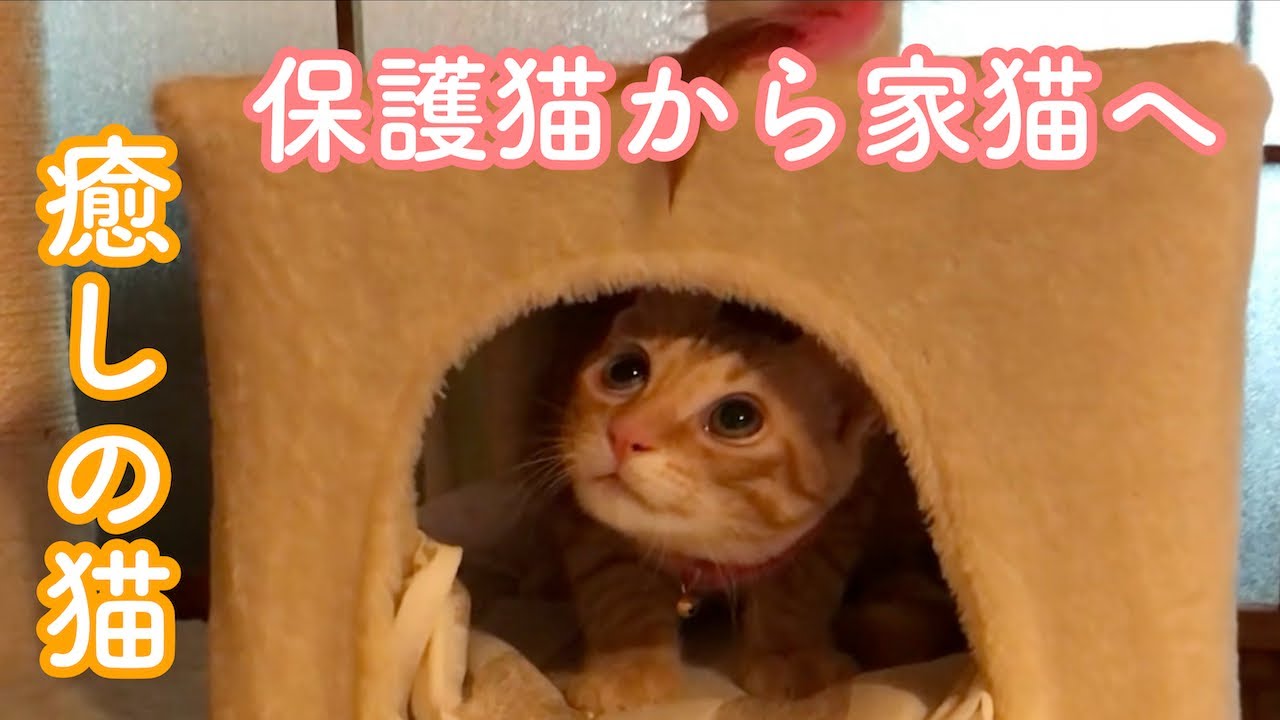 【子猫保護４】子猫保護〜家猫へ　生後３ヶ月から９ヶ月までの茶トラ猫　 くりくりお目目　ニャンプロ　去勢手術...体重は5キロに