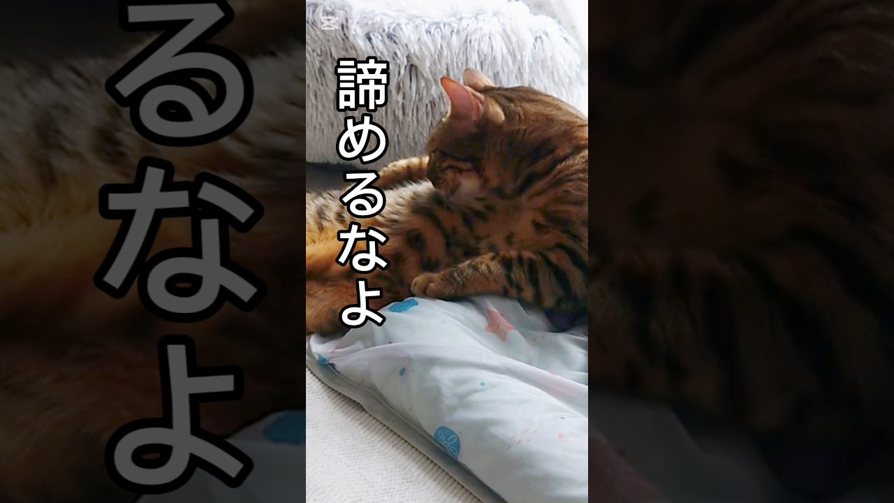見捨てるなよ #猫 #猫動画  #猫のいる暮らし #ベンガル #cat #fyp #shorts #short
