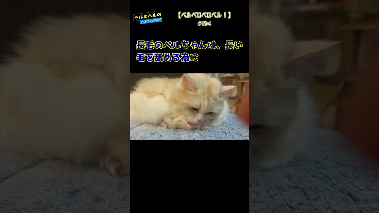 【ペロペルペルペロ！】＃194＃ねこ＃セルカークレックス＃ねこ動画＃長毛猫＃イス＃毛づくろい
