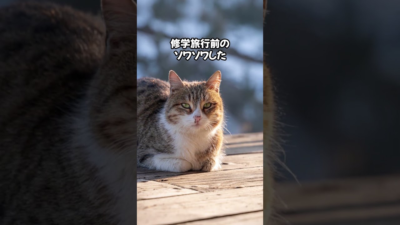 猫にとっての1番のストレスとは？🤢 #cat #ねこのいる幸せ #ねこ大好き #猫のいる暮らし #猫のいる生活 #猫動画