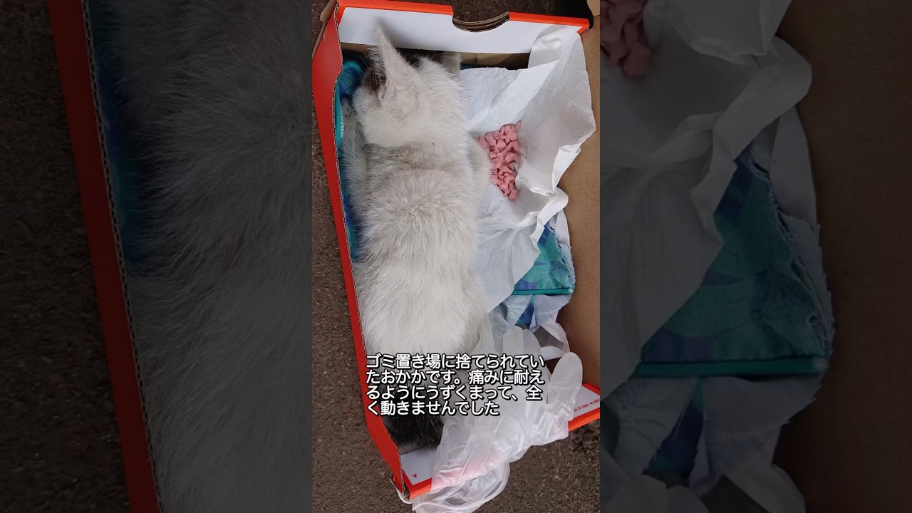5年前に出会った大怪我で動けない子猫。おかかの思い出 #子猫 #保護 #保護猫