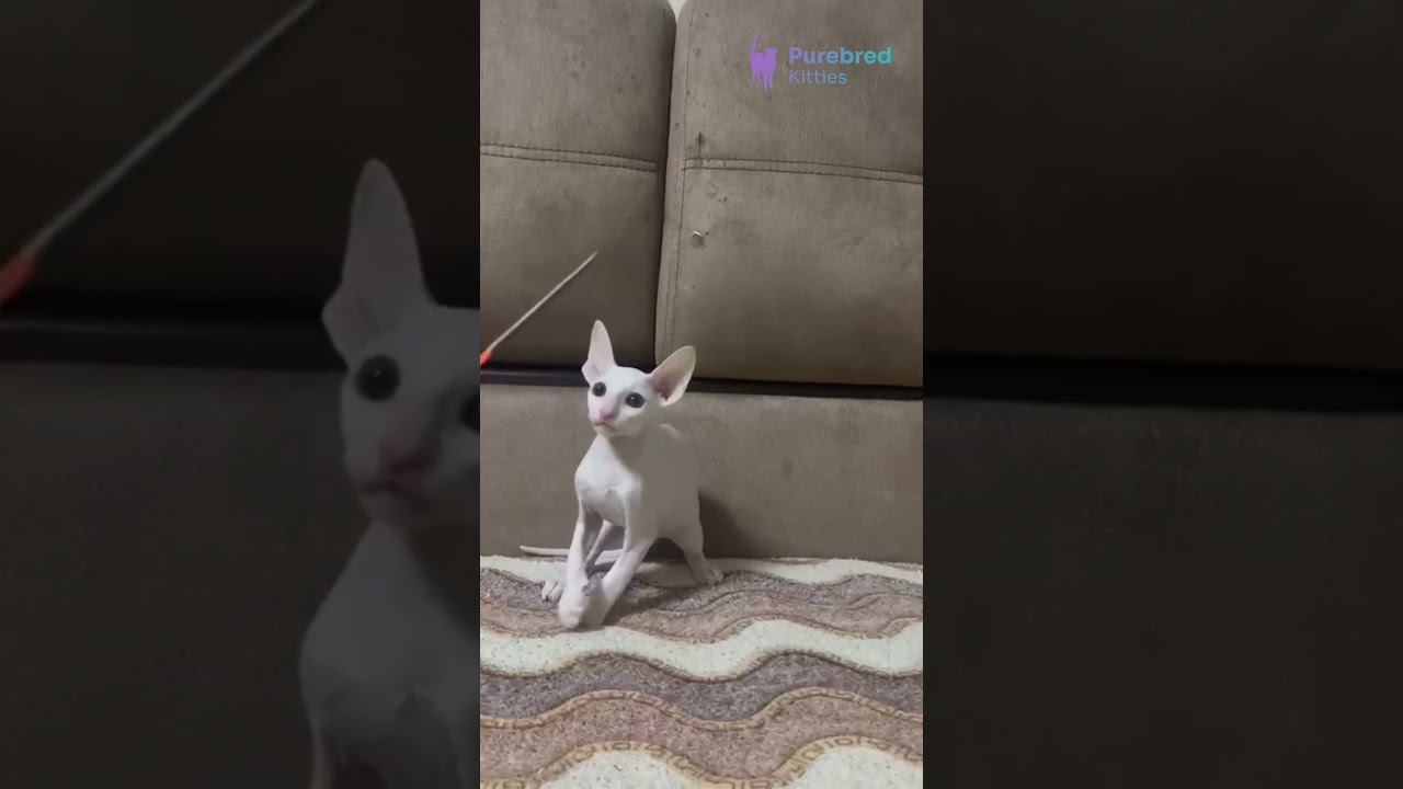Meet Amper – The White Cornish Rex! 🤍✨ Affectionate & Ready for Adoption! #cornishrex #kitten
