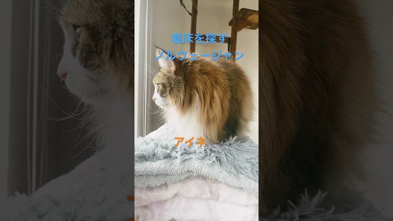 寝床を探すノルウェージャン#shorts #ノルウェージャンフォレストキャット  #cat #猫 #pets #猫のいる暮らし