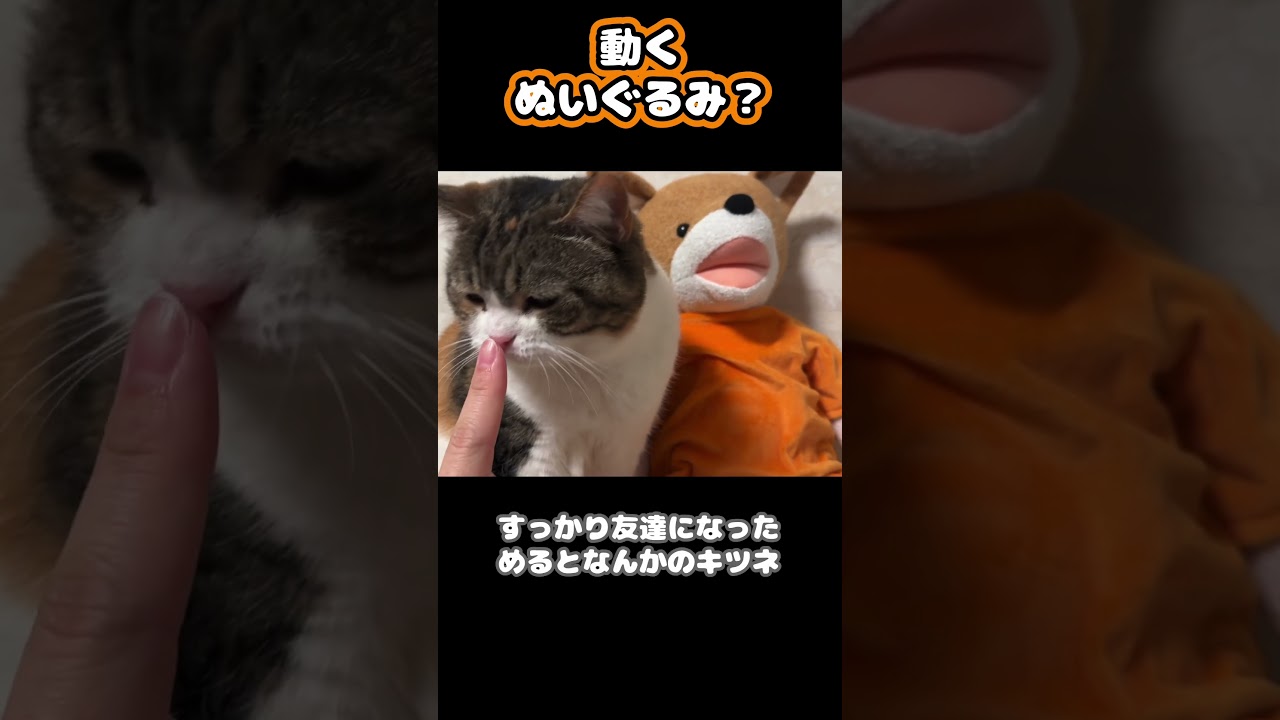 猫のぬいぐるみ？ #shorts #猫 #ねこ #三毛猫 #スコティッシュフォールド #猫のいる暮らし