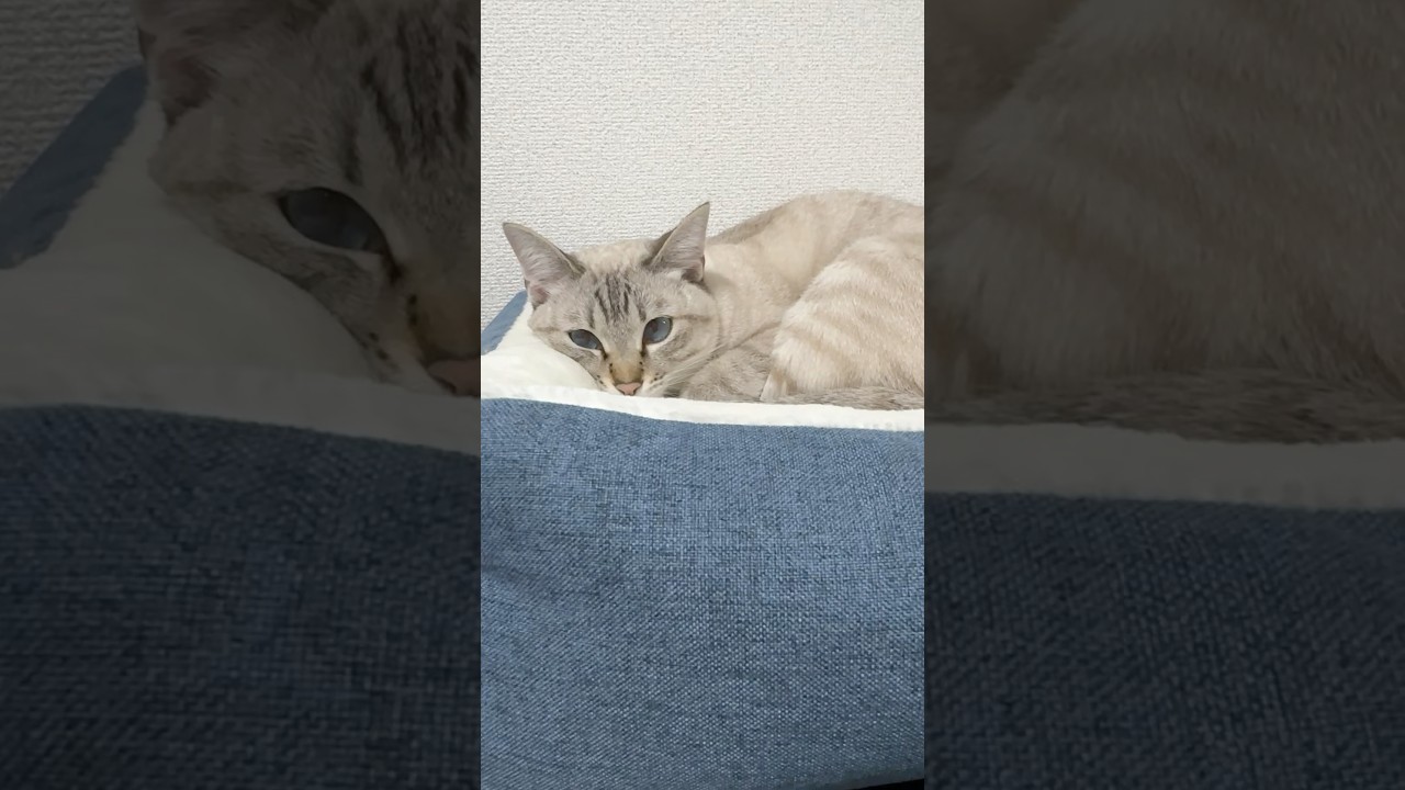 ベットにほっぺ食べられてるの？　#シャムトラ #元保護猫 #シャムミックス  #cat #猫耳 #kitten  #猫耳 #siamesemix