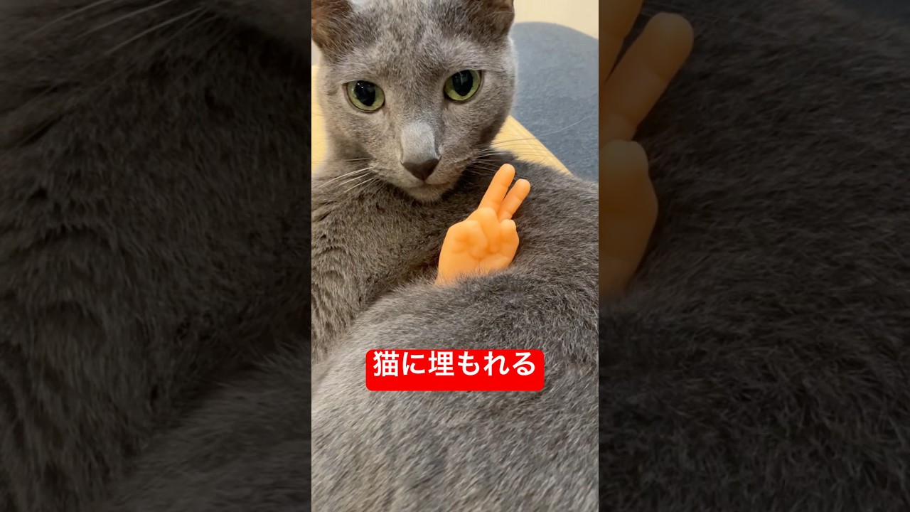 猫に埋もれてパッピー#cat #russianblue #猫 #ロシアンブルー