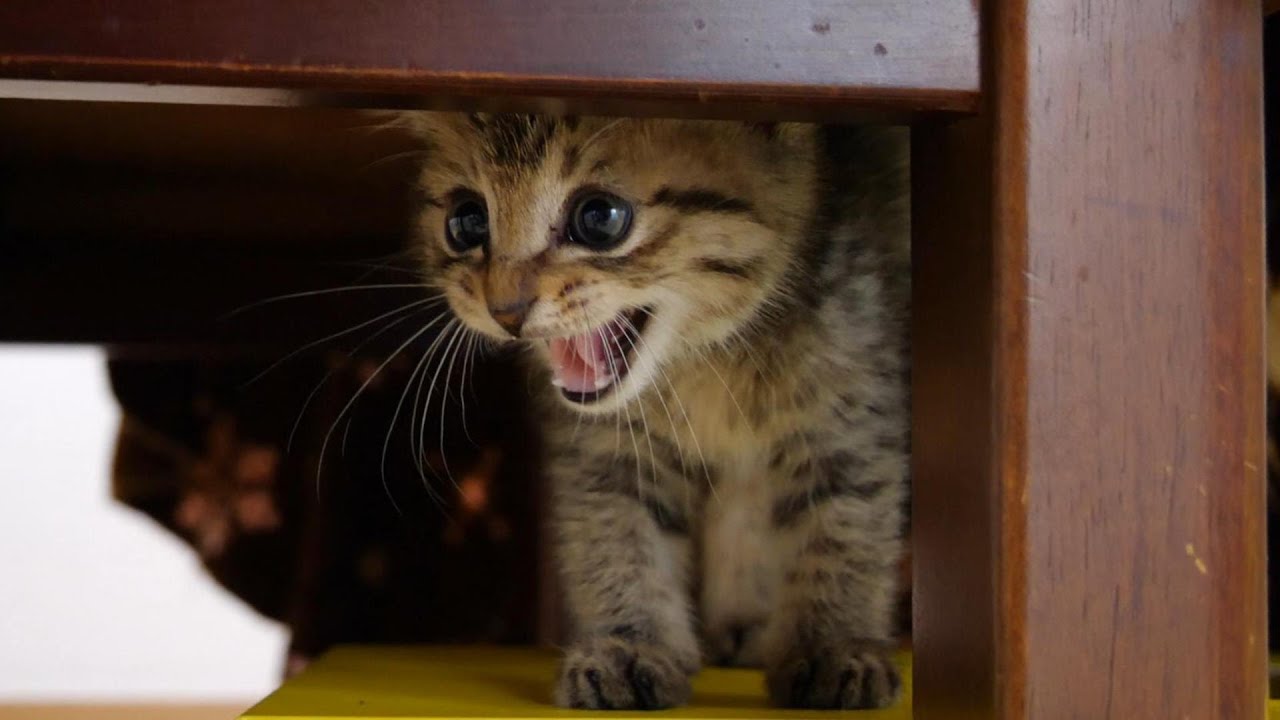 怖がりな子猫が入園初日に机の下に隠れて威嚇する【赤ちゃん猫　保護猫】