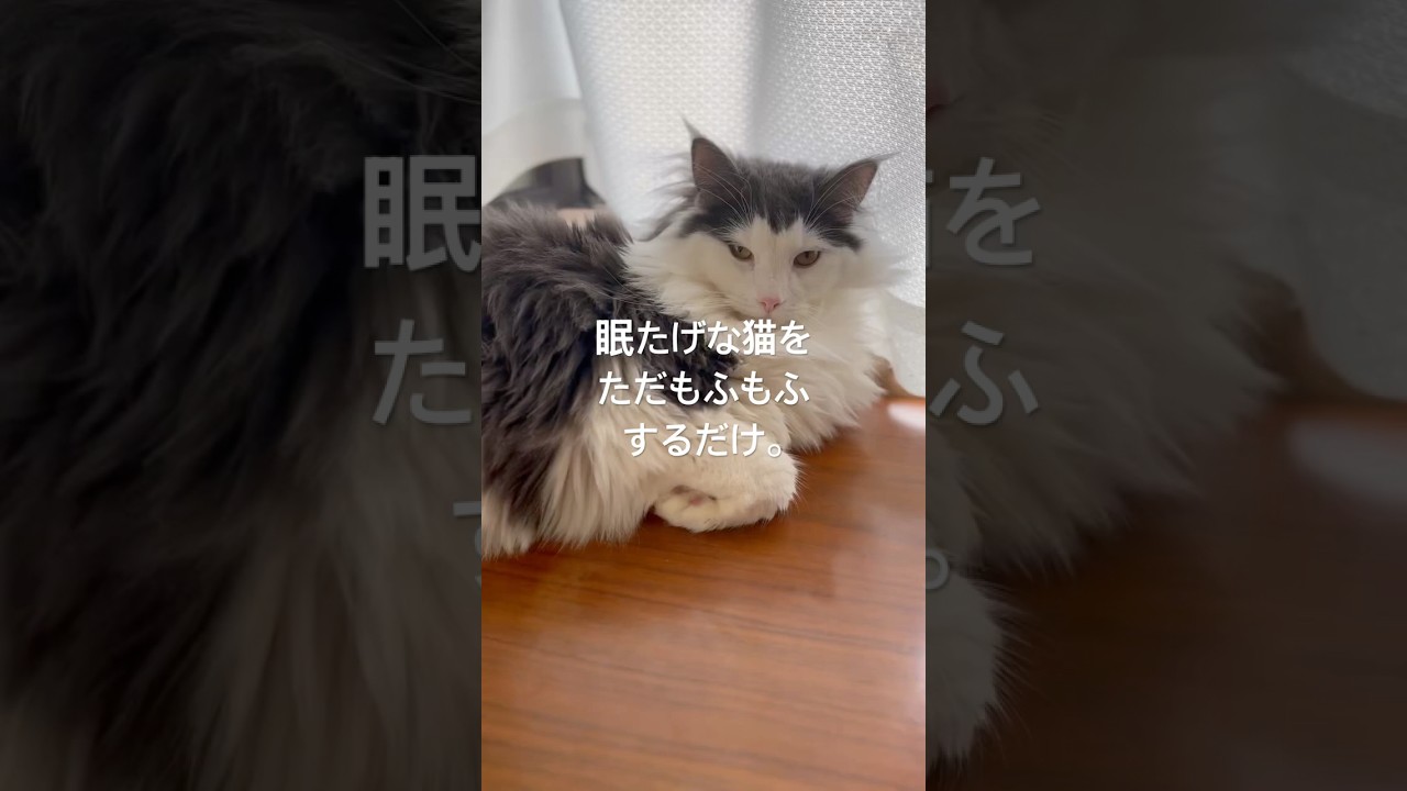 眠たげな猫をただもふもふするだけ。 #ノルウェージャンフォレストキャット #cat #猫 #猫のいる暮らし #shorts