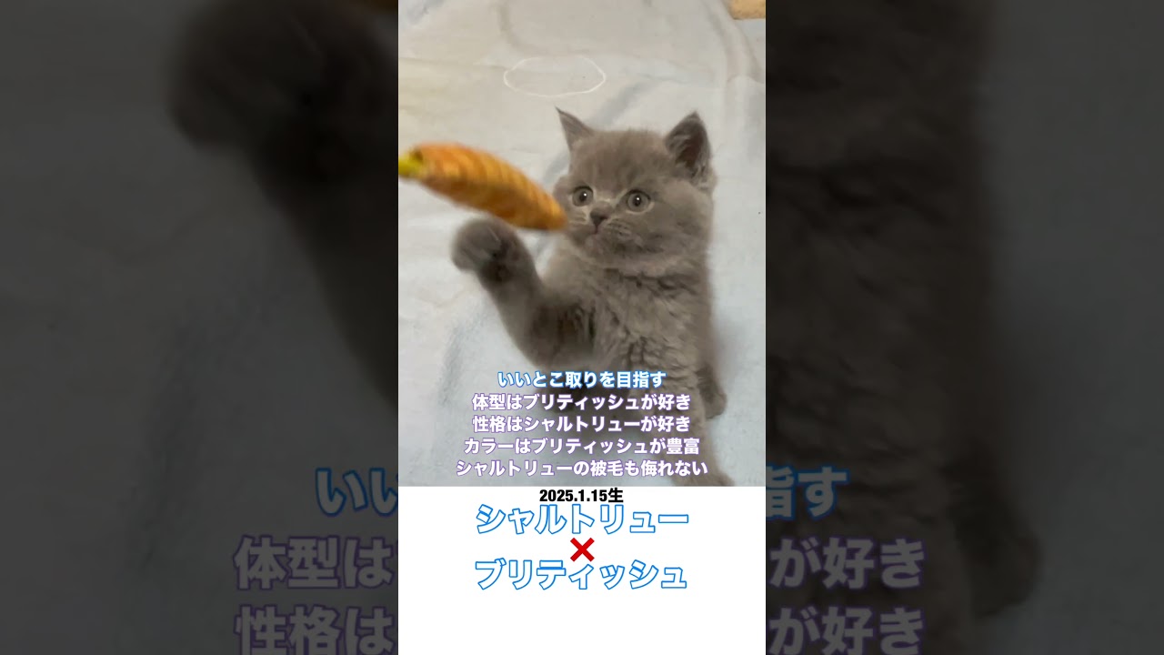 #shorts 【歴史的観点からの組み合わせ】 #猫好きさんと繋がりたい #シャルトリュー