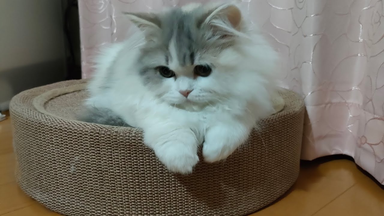 株暴落、ねこを見て現実逃避中
