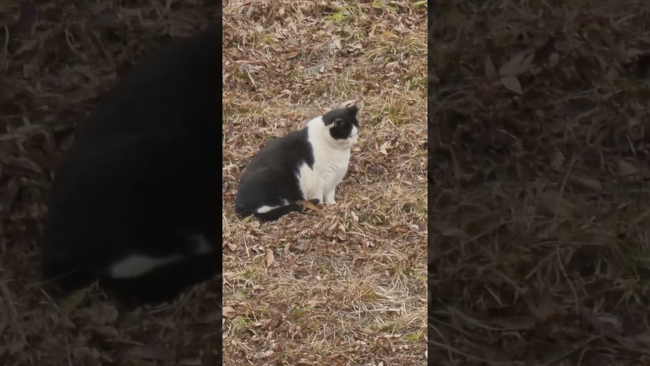 Manx cat