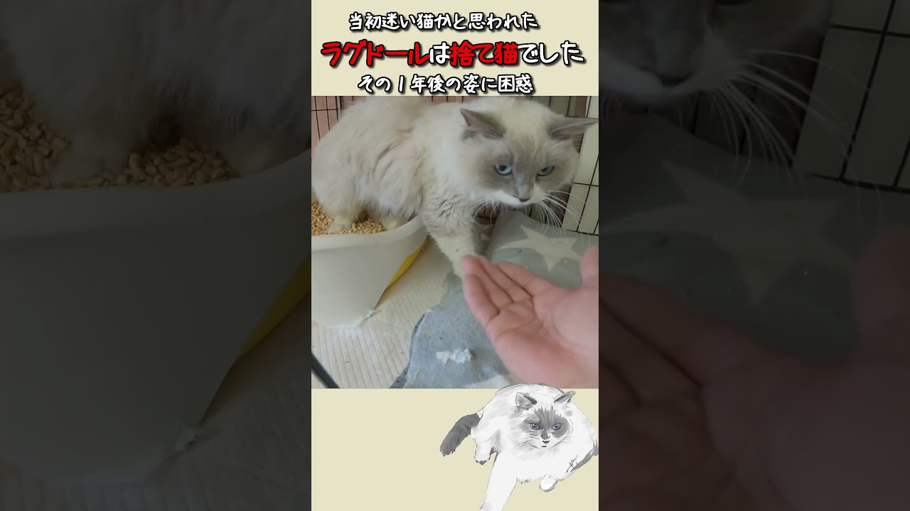 捨て猫ラグドールの１年後の姿🐈️#cat