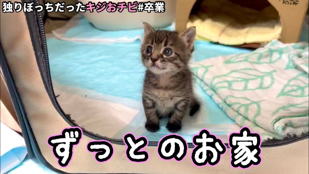 駐車場で1人ぼっちだった子猫が巣立ちます