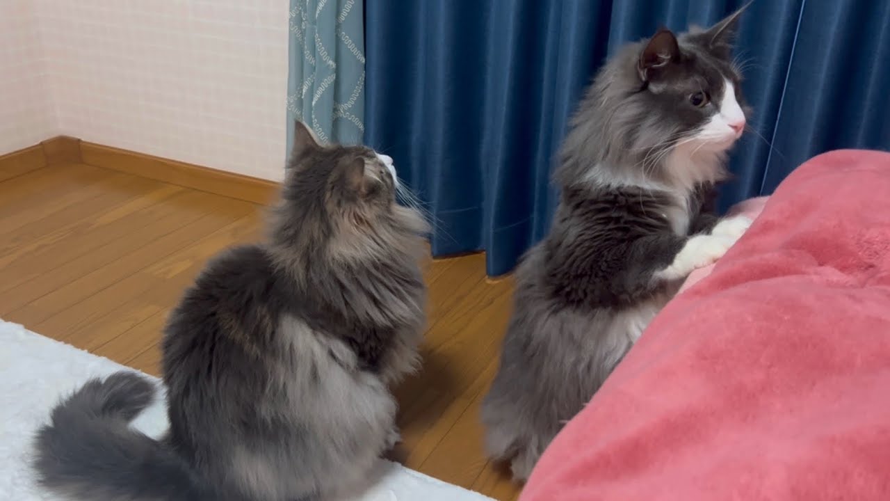 【お茶目】お兄ちゃんと遊ぶより、怪獣捜索をする末っ子ターキッシュアンゴラ！！！