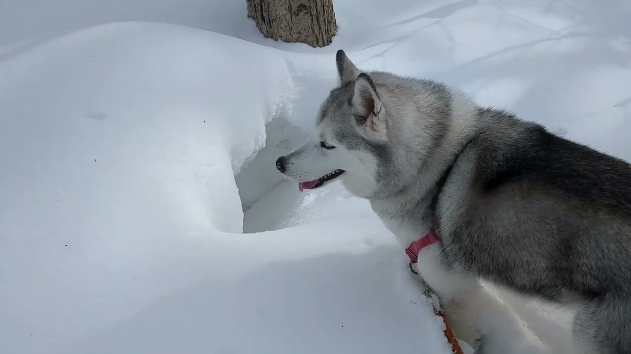 ワンコとスノーシュー’25.3