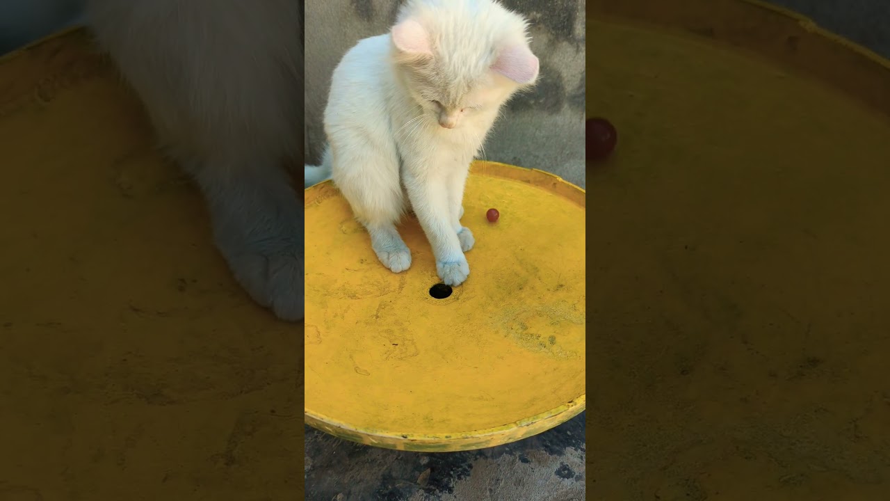 子猫たちがおもちゃとバントンで遊んでいる可愛い瞬間 🐱🎾🐾  #子猫 #おもちゃ #バントン #かわいい #ペット #猫 #猫好き #癒し #猫のおもちゃ #子猫の遊び 🐾🐱🎉