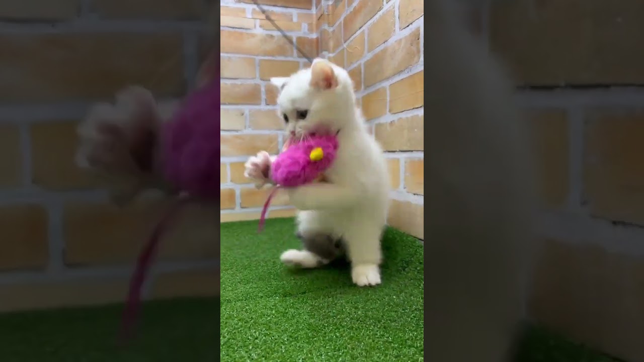 ♡新しいねこちゃん紹介♡ #マンチカン   #cat