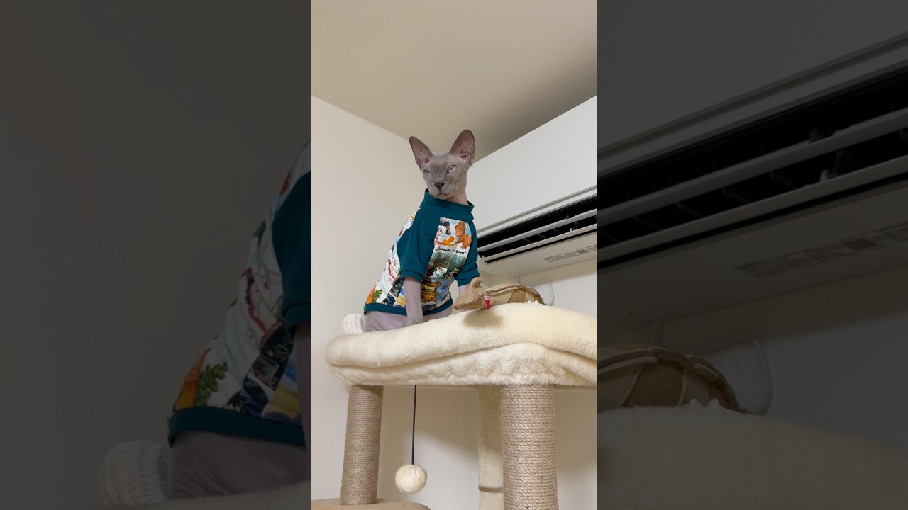 エアコンの風で暖をとる毛のない猫【スフィンクス】