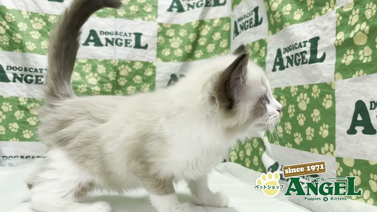 ラグドール 2502092 【ペットショップエンゼル　子犬・子猫販売】