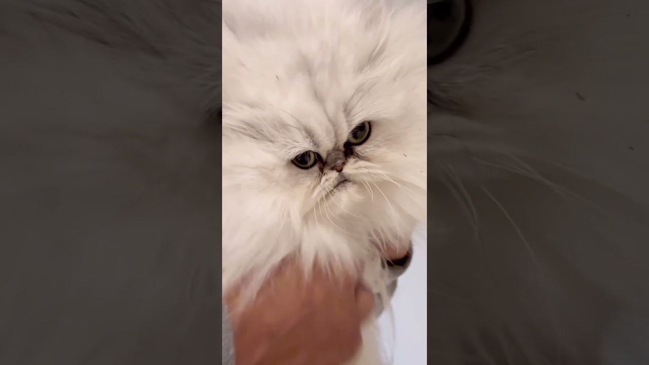 【猫動画】ラムちゃんボンバーヘッド😈#shorts #猫 #ペルシャ