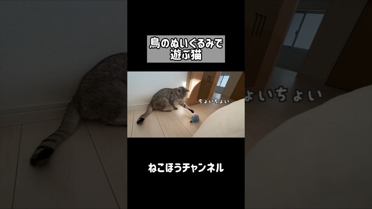 お気に入りのぬいぐるみを投げて遊ぶ猫 #shorts