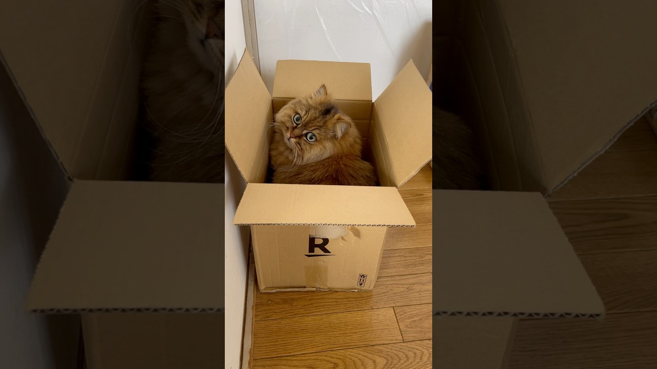 【猫あるある】段ボールを処分できない理由📦🐈　#cat  #ペルシャ猫