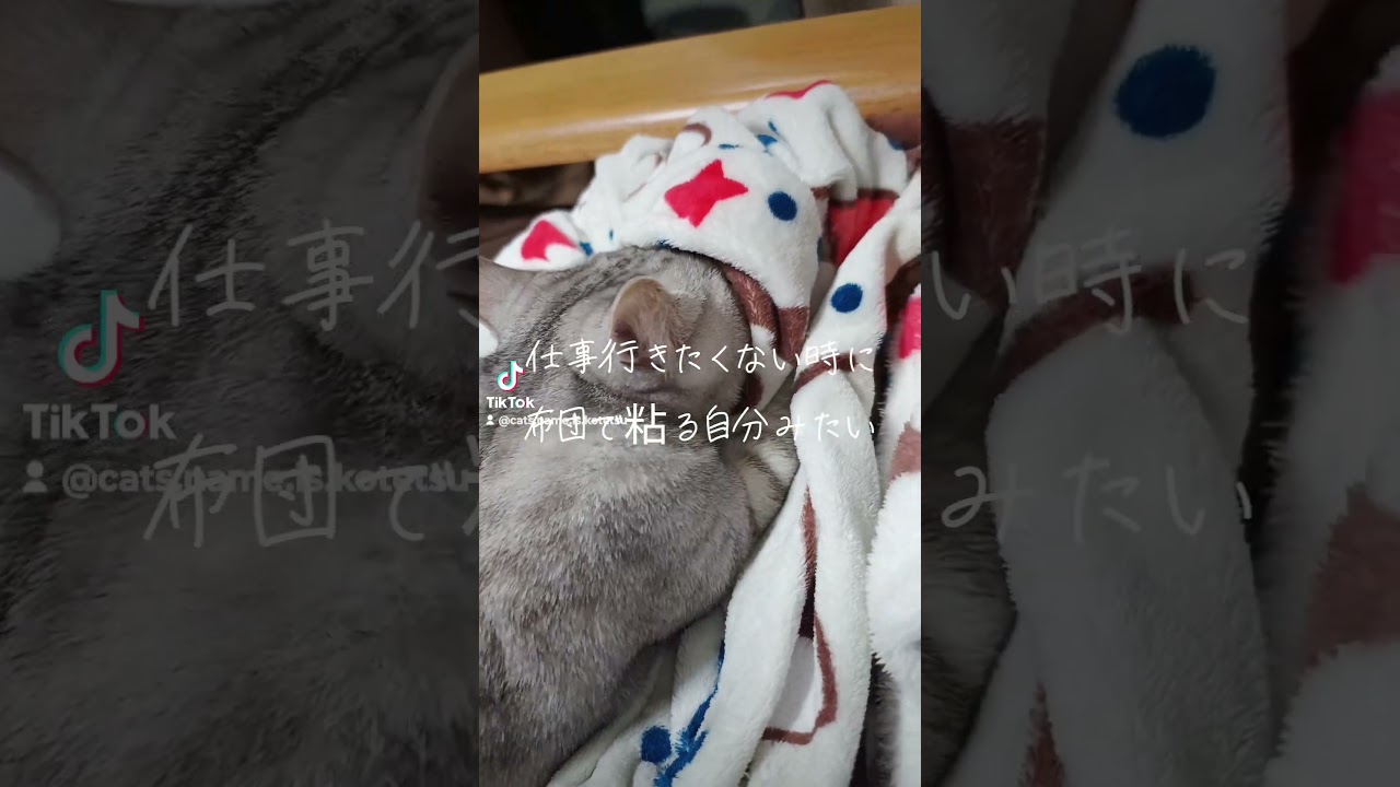 布団で粘る猫