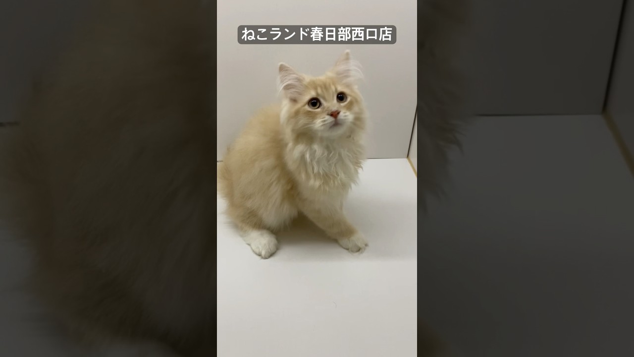 【子猫販売】#サイベリアン #cats #ペットショップ #ねこランド #春日部