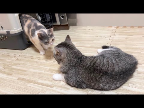 3年ぶりにお母さんと再会したら猫がまさかのこうなりました…