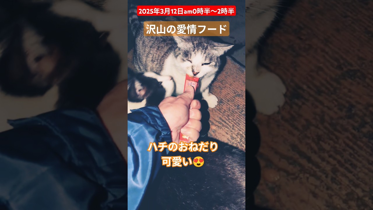 【2025年3月12日am0時半〜２時半】#愛情フードに舌鼓😍#外猫の暮らし