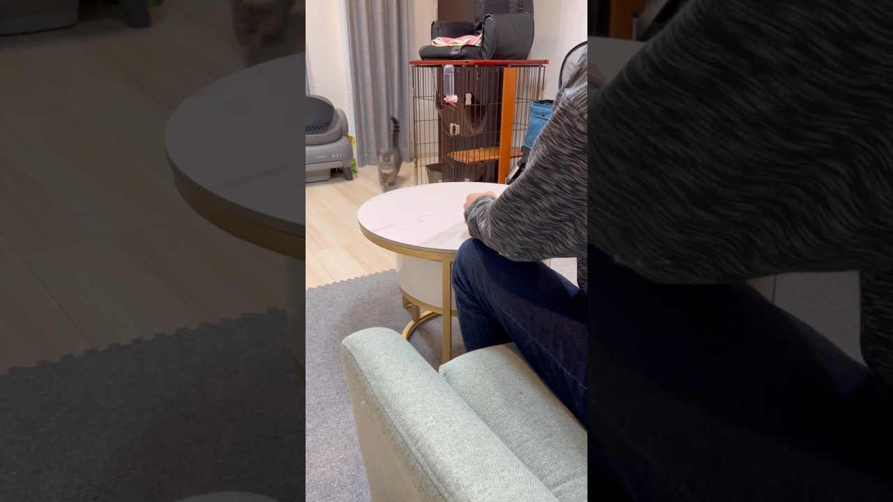 猫のいる生活 #shorts #猫 #マンチカン