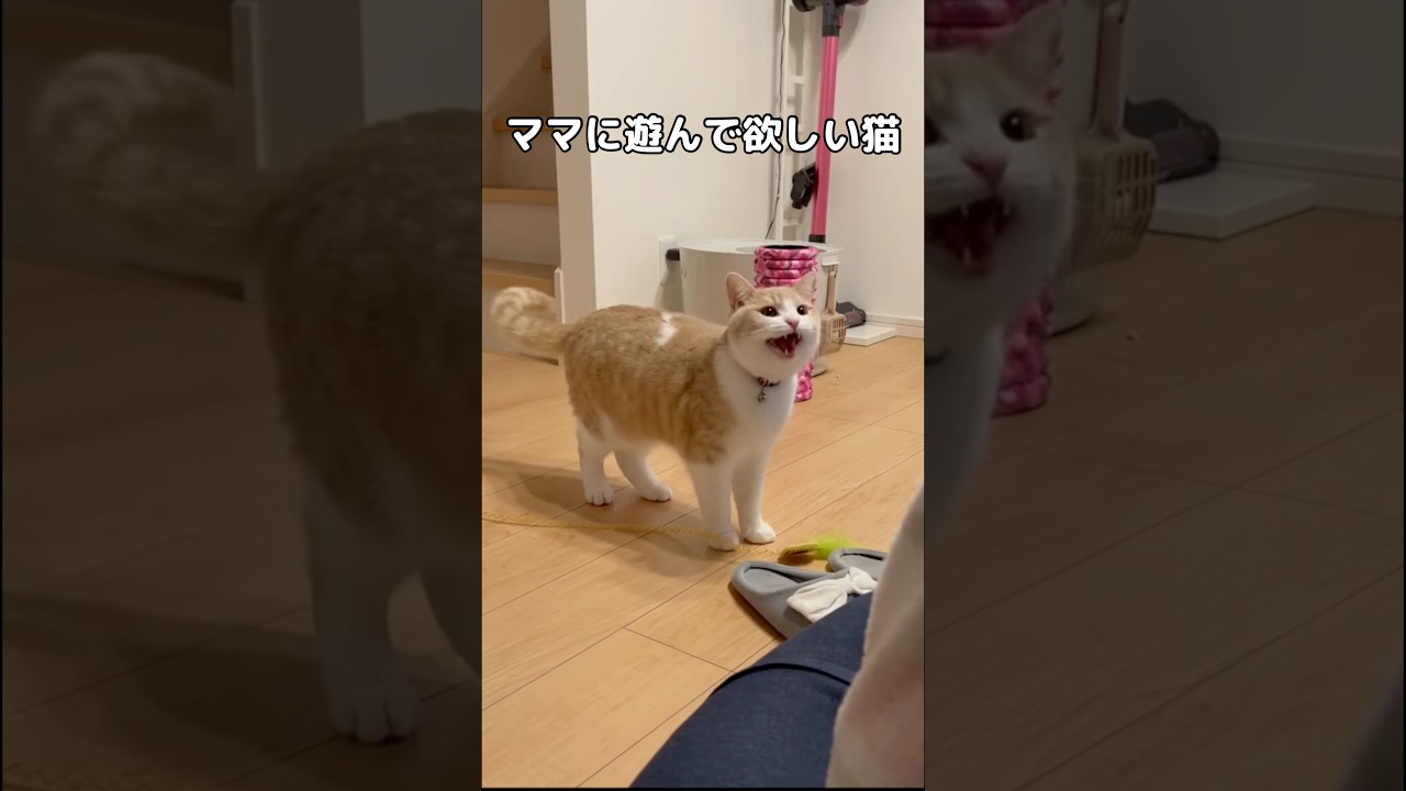 遊んで欲しいおもちゃを自分で持ってくる愛猫 #マンチカン #ねこ #shorts