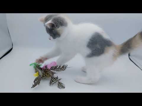 2023.6.13生まれ ブリティッシュショートヘア ♀ ダイリュートキャリコ ①