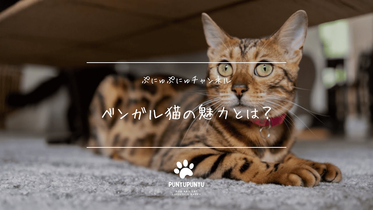 ベンガル猫の魅力とは？飼い方・性格・お迎えのポイント！