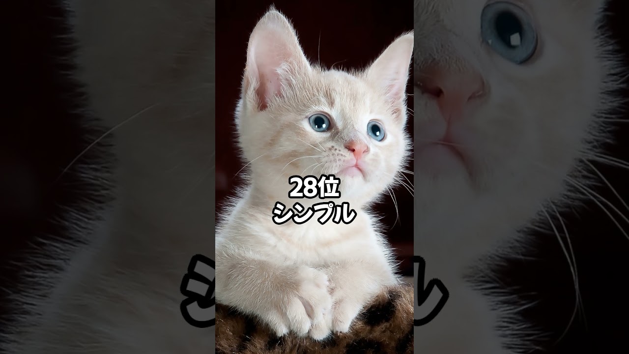 日本で多い猫の名前ランキング ベスト50 #shorts