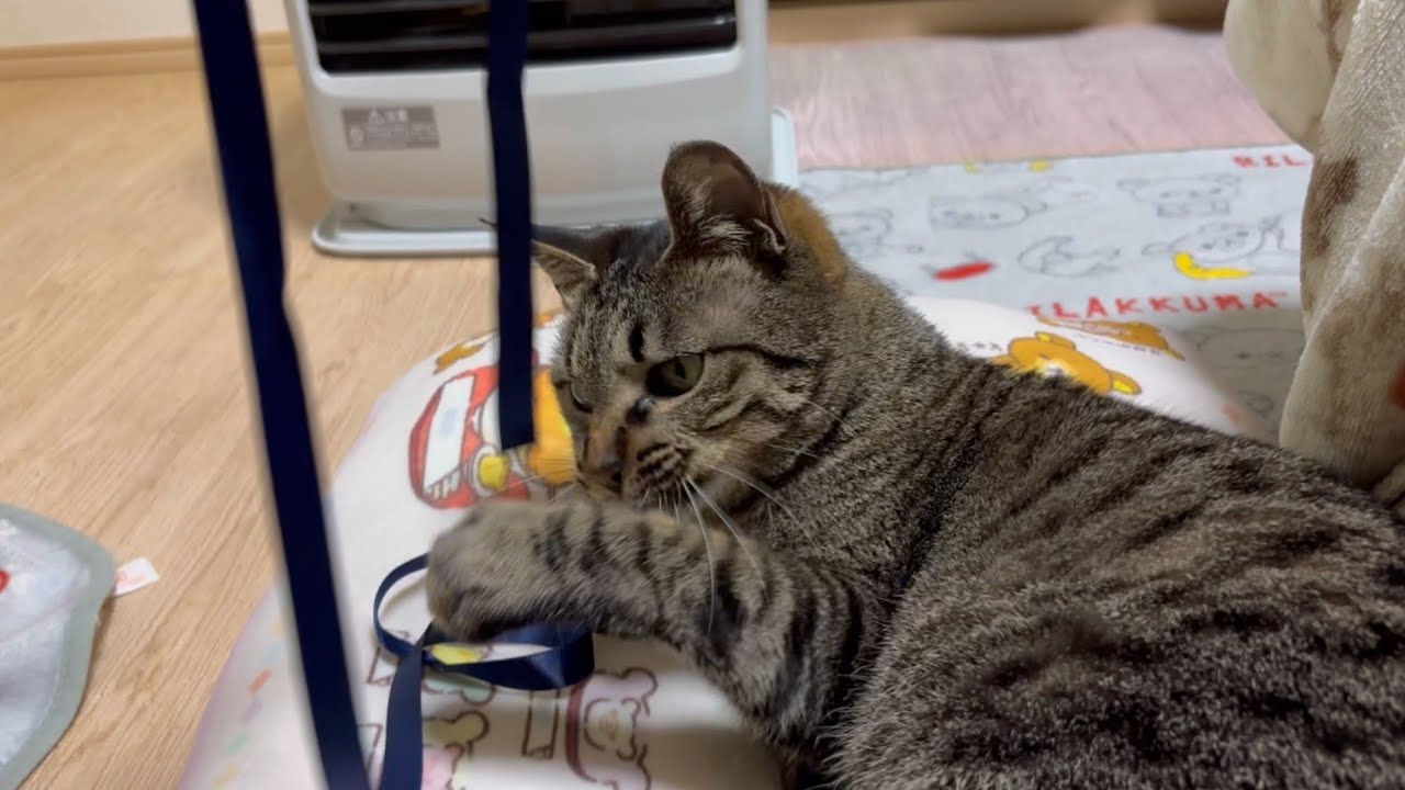 静かに遊ぶうまちゃん