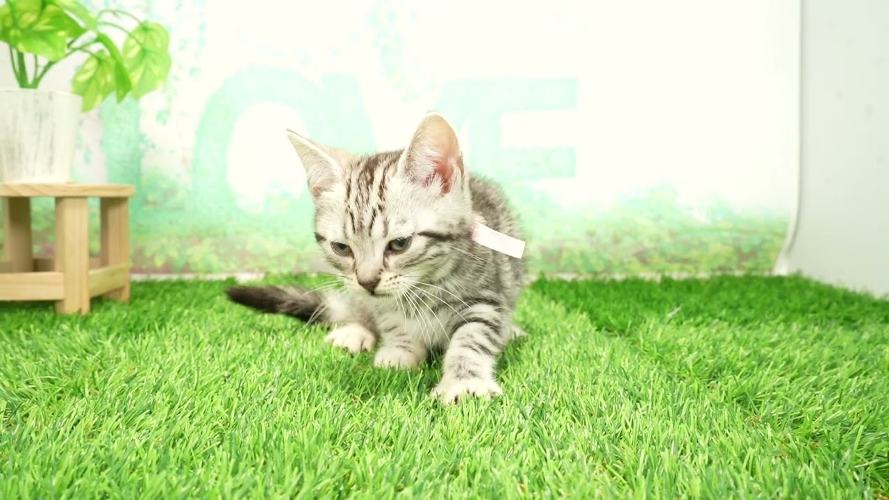 Coo&RIKU　No00696163 アメリカンショートヘアー