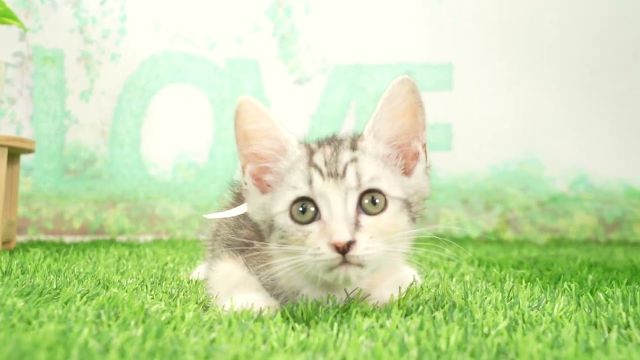 Coo&RIKU　No00711580 アメリカンカール