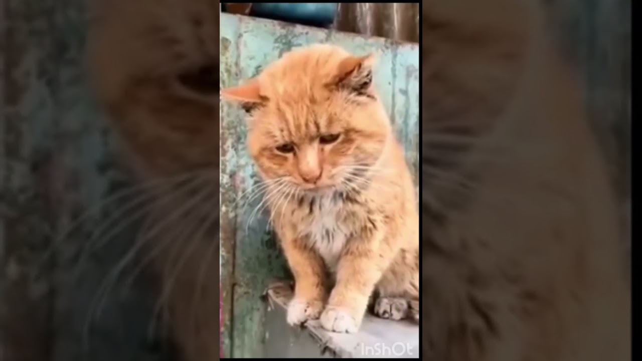 هل تعلم أن قطط البرتقالية