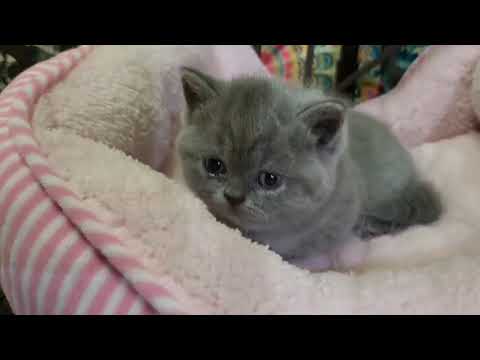 セルカークレックスの女の子☆