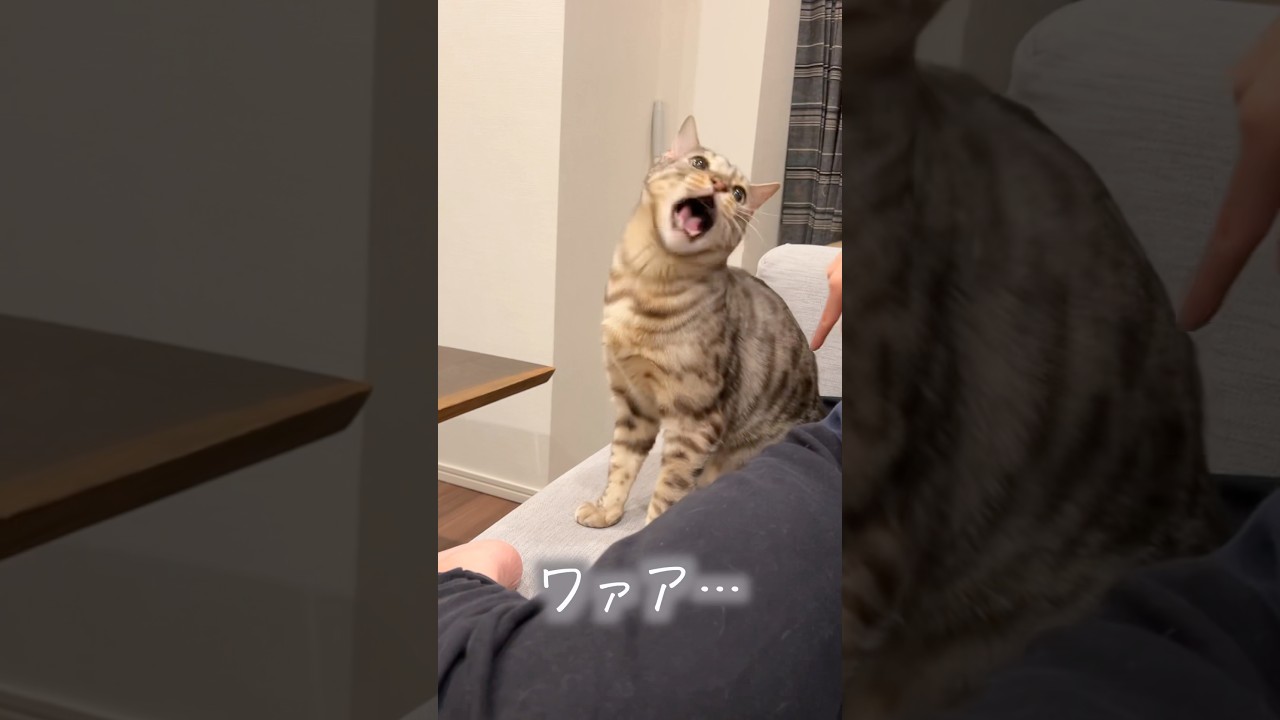 撫でてもらえなくてワンワン騒ぐ猫　#ベンガル #ルトロゼ #cat