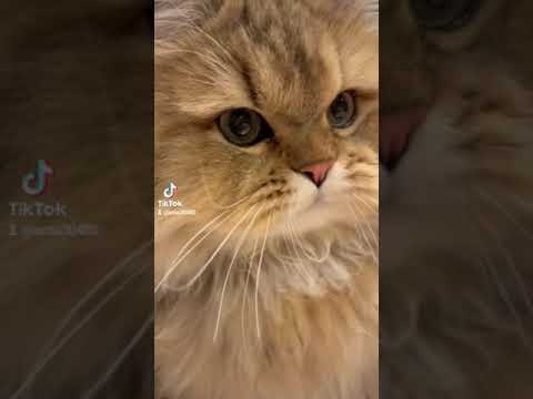 【猫のいる暮らし】#ペルシャ #cat #猫 #スコティッシュフォールド