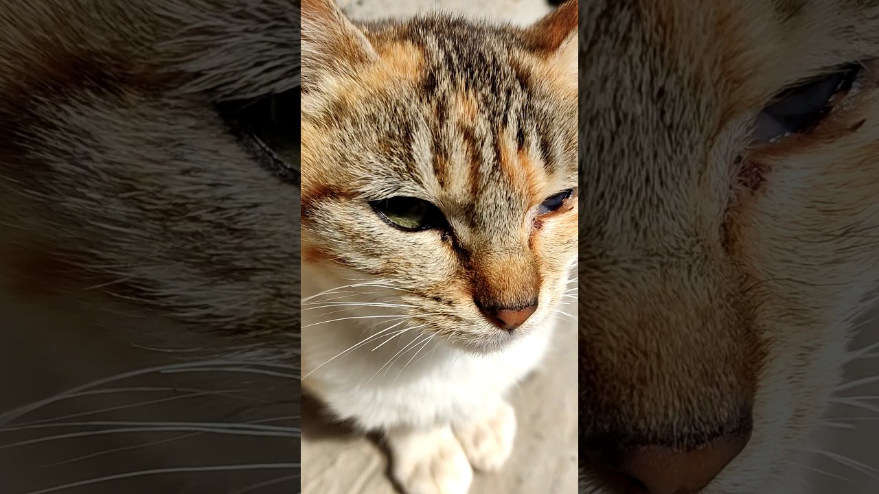 Please subscribe to see more videos. Thank you #cute #cat #catlover #animallife